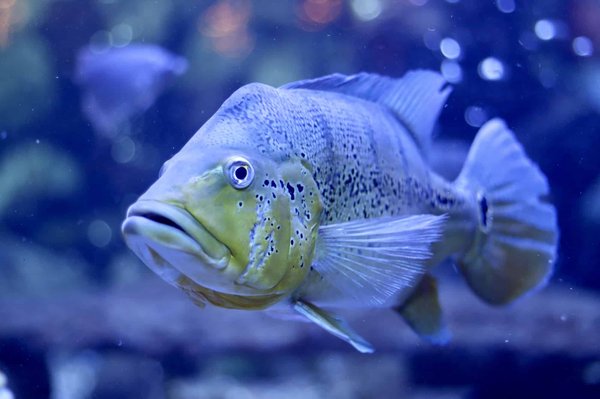 Comment appeler les oeufs des poissons?