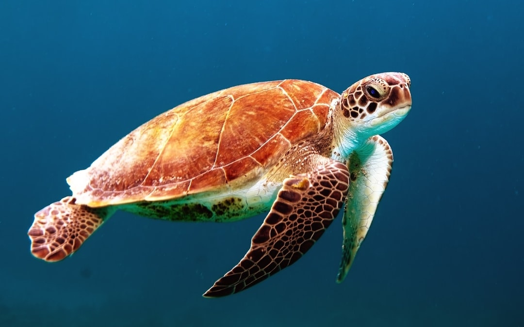 Quels animaux peuvent sourire ?